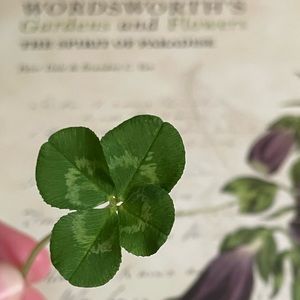 Just one of many - I find four leaf clovers everywhere. Nature Is ❤️.